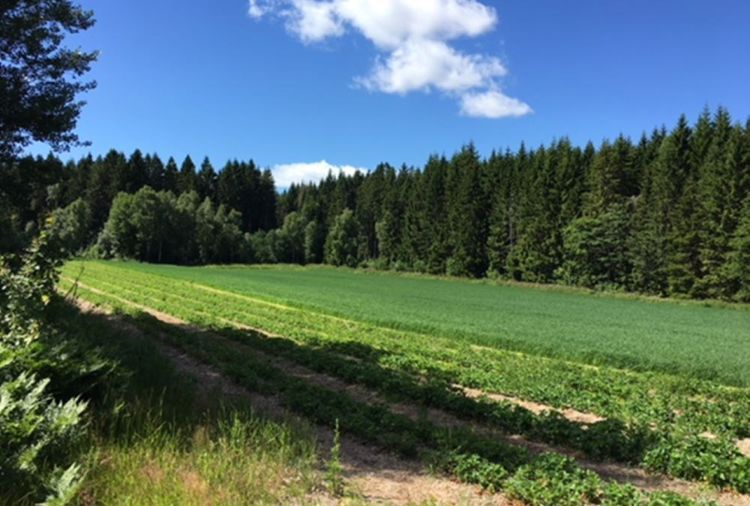 Bilde av en grønn åker med trær i bakgrunnen og blå himmel med noen få hvite skyer.